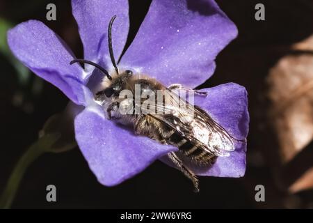 Eine Colletes Cellophane Polyesterbiene, die Nektar einer frisch geblühten Periwinkle-Blüte gewinnt. Long Island, New York, USA Stockfoto