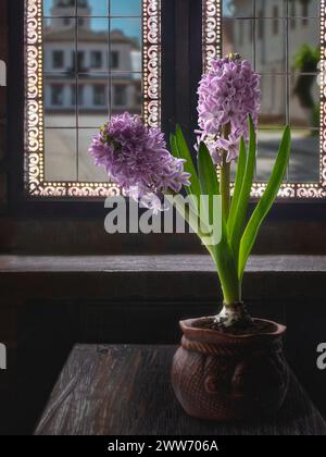 Blumentopf mit blühender Hyazinthe in der Nähe des Fensters Stockfoto