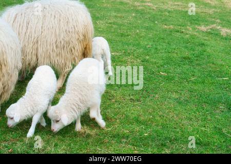 Osterlamm trinkt mit seiner Mutter auf einer grünen Wiese. Baby-Bauernhoftier auf einer Farm. Tierfoto Stockfoto
