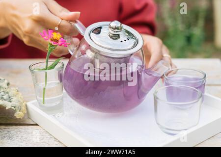 Hände, die eine Teekanne mit Adlerblüten gießen oder in Indonesien als Bunga telang (Clitoria ternatea) bekannt sind, extrahieren Tee in eine kleine Tasse mit rosafarbenem Blumendekor Stockfoto