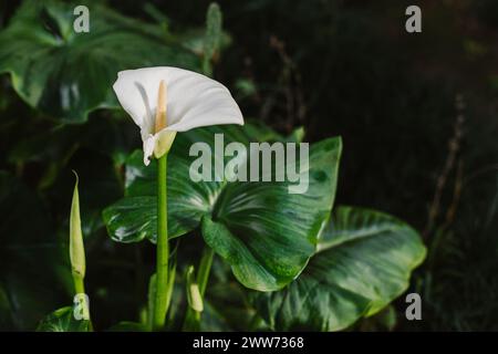 Schöne weiße Calla Lilien Blumen in einem Garten nach dem Regen. Selektiver Fokus. Stockfoto