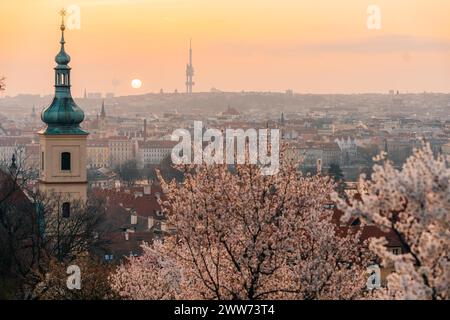 Rosa blühende Äste und rote Dächer bei Sonnenaufgang in Prag Stockfoto