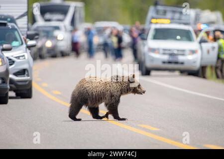 Ein junger Grizzlybär überquert die Straße im Grand Teton National Park Stockfoto