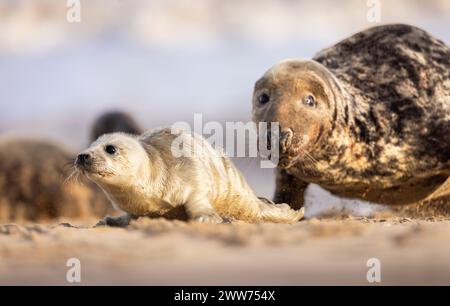 Ein junger Grausiegel-Welpe, der von einem erwachsenen Mann verfolgt wird, Norfolk, UK Stockfoto