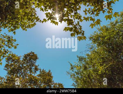 Die Sonne blickt durch hohe grüne Bäume, umgeben von blauem Himmel Stockfoto