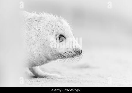 Ein gräulicher Kopfschuss eines Grausiegel-Welpen Stockfoto