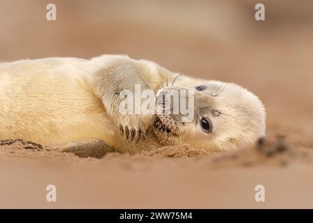 Ein Grausiegel-Welpe, der am Strand in Norfolk, Großbritannien, süß aussieht. Stockfoto