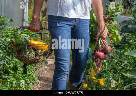 Vertikale Nahaufnahme eines Korbs mit Bio-Gemüse, der im Gewächshaus läuft. Stockfoto