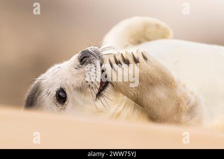 Ein entzückender junger, grauer Robbenjungtier Stockfoto