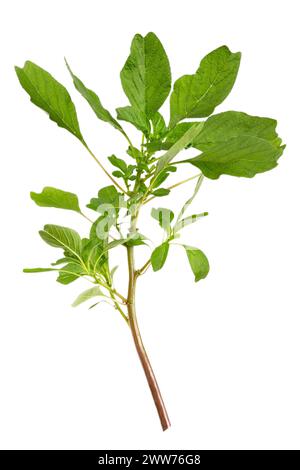 Amaranthus viridis, grüner Amaranth, ist eine Art dikotyledonöser Pflanzen aus der Familie der Amaranthaceae. Stockfoto