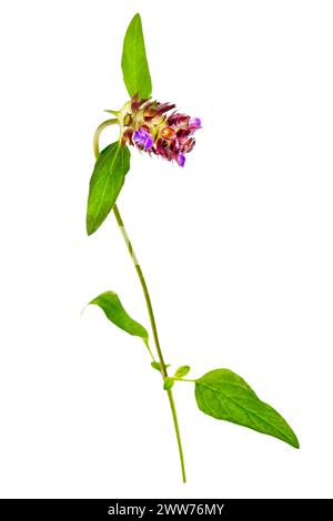 Braunkraut, prunella vulgaris, medizinische und essbare Pflanze. Stockfoto