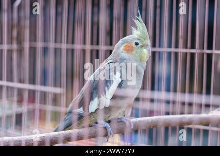 Australischer Kakatielvogel (Nymphicus hollandicus), der in einem Käfig zum Verkauf auf dem Tiermarkt steht Stockfoto