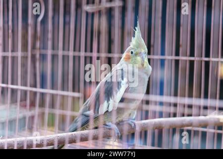 Australischer Kakatielvogel (Nymphicus hollandicus), der in einem Käfig zum Verkauf auf dem Tiermarkt steht Stockfoto