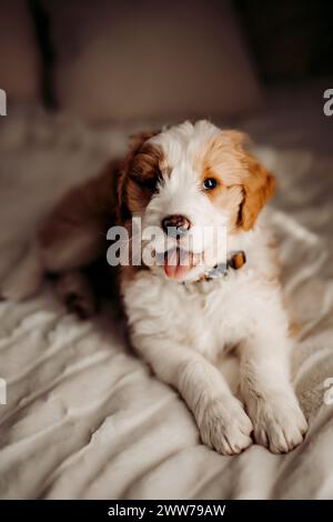 Eine Nahaufnahme eines verschlafenen australischen Goldenen Doodle-Welpen, der auf dem Bett sitzt Stockfoto
