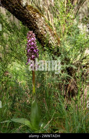 Der riesige europäische Ochidee, Himantoglossum robertianum, sehr knapp und geschützt von den staaten, in denen er lebt, eine sehr große Pflanze in seiner Familie seit mir Stockfoto