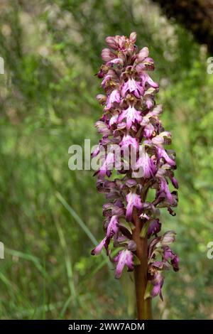 Der riesige europäische Ochidee, Himantoglossum robertianum, sehr knapp und geschützt von den staaten, in denen er lebt, eine sehr große Pflanze in seiner Familie seit mir Stockfoto