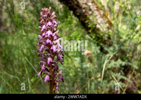 Der riesige europäische Ochidee, Himantoglossum robertianum, sehr knapp und geschützt von den staaten, in denen er lebt, eine sehr große Pflanze in seiner Familie seit mir Stockfoto