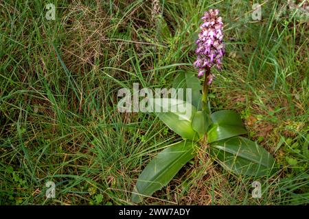 Der riesige europäische Ochidee, Himantoglossum robertianum, sehr knapp und geschützt von den staaten, in denen er lebt, eine sehr große Pflanze in seiner Familie seit mir Stockfoto