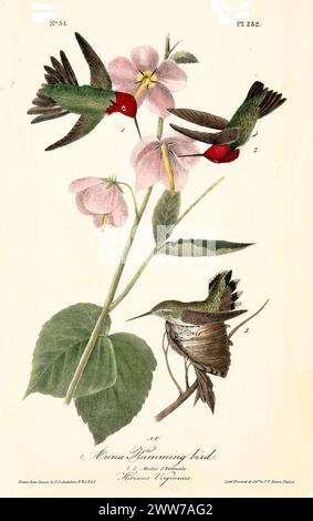 Winzige Vögel mit leuchtend grünen Rücken und rubinroten Köpfen flattern um rosa Hibiskusblüten, Flügel in Bewegung. Von J.J. Audubon: Birds of America, 1840 Stockfoto