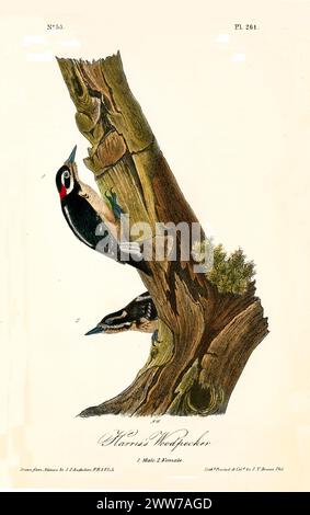 Mit eleganten schwarzen Flügeln und auffälligen roten Details hängen zwei Vögel in wachsamen Posen an einem verwitterten Baumstamm. Von J.J. Audubon: Birds of America, 1840 Stockfoto
