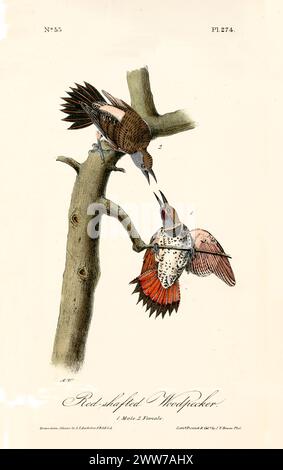 Ein Paar Rotspechte, die auf einem Baumzweig stehen. Von J.J. Audubon: Birds of America, 1840 Stockfoto