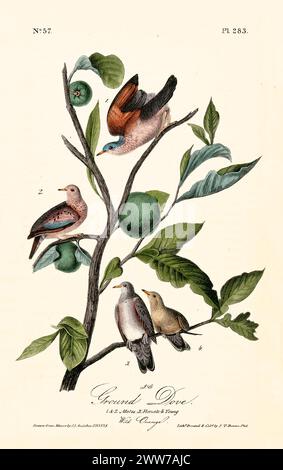 A tender family of small birds perches on a wild orange tree, evoking lineage and heritage. By J.J. Audubon: Birds of America, Philadelphia, 1840 Stockfoto