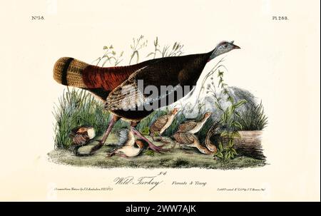 Alte gravierte Illustration wilder truthahn weiblich und jung (). Von J.J. Audubon: Birds of America, Philadelphia, 1840 Stockfoto