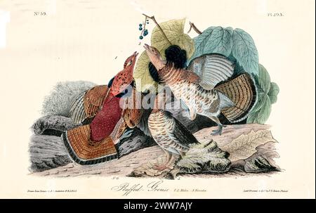 Alte gravierte Illustration eines Raffung-Birkhühnes (Bonasa umbellus). Von J.J. Audubon: Birds of America, Philadelphia, 1840 Stockfoto
