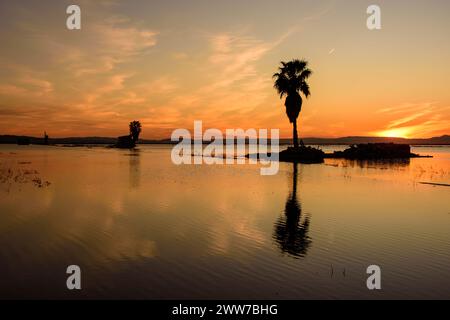 Die beiden Palmen auf der Wasseroberfläche bei Sonnenuntergang Stockfoto