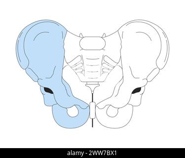 Beckenknochenanatomie lineares 2D-Zeichentrickobjekt Stock Vektor