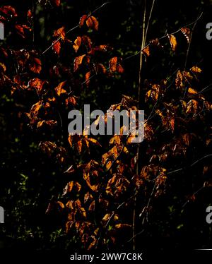 Blätter eines Baumes in schönen, bräunlich-gelben Farben vor dunklem Hintergrund Stockfoto
