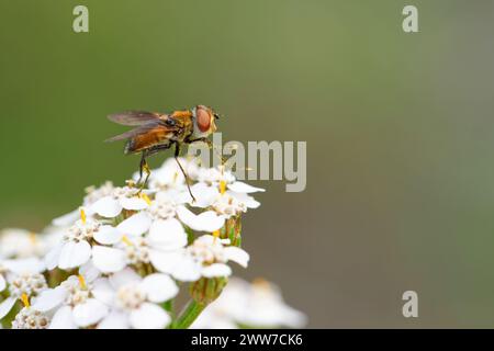 Parasitäre Tachina-Fliege (Ectophasia crassipennis) Stockfoto