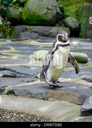 Humboldt-Pinguin (Spheniscus humboldti), auch bekannt als chilenischer Pinguin. Wildtiere. Stockfoto