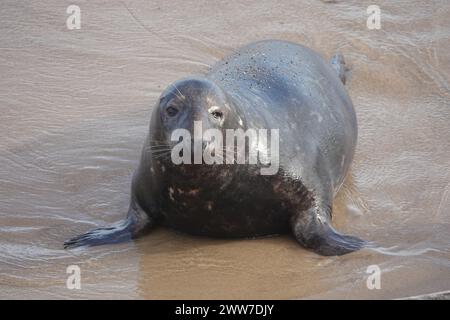 Lone Grey Seal (Halichoerus Grypus), Horsey Beach, Norfolk Stockfoto