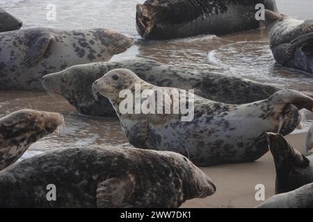 Grey Seal Group (Halichoerus Grypus), Horsey Beach, Norfolk Stockfoto