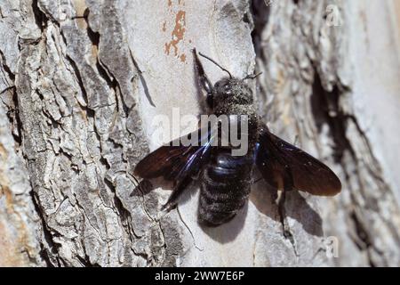 Weibliche violette Zimmermannsbiene auf der Rinde einer Hauskiefer, Xylocopa violacea, Apidae Stockfoto