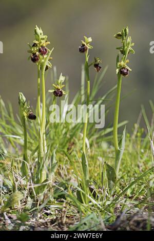 Einige blühende Pflanzen der frühen Spinnenorchidee, Ophrys sphegodes, Orchidaceae Stockfoto