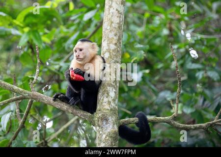 Faszinierender Kapuzineraffe mit weißem Gesicht, der eine Frucht auf einem Baumstamm im Cahuita-Nationalpark in der Nähe von Puerto Viejo in Costa rica, Mittelamerika isst Stockfoto