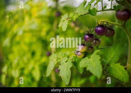 Verschiedene Tomaten/Paradeiser. Die Ernte von Tomatensorten. Nahaufnahme frischer Früchte im Gewächshaus. Stockfoto