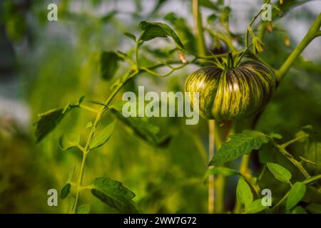 Verschiedene Tomaten/Paradeiser. Die Ernte von Tomatensorten. Nahaufnahme frischer Früchte im Gewächshaus. Stockfoto