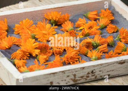 Ringelblumen trocknen auf einem Tablett, Blüten von Ringelblume, Ringelblumen-Blüten, Blüte, Blüten, Kräuterernte, Ringelblume, Garten-Ringelblume, Ri Stockfoto
