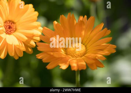 Ringelblume, Garten-Ringelblume, Ringelblumen, Calendula officinalis, Ringelblume, Ruddles, Ringelblume, Ringelblume, Gartenblume, englischer Marig Stockfoto