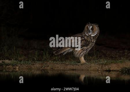 Langhaareule (Asio otus) auf dem Boden. Diese Eule bewohnt Wälder in der Nähe von offenem Land auf der gesamten nördlichen Hemisphäre. Es ist streng nachtaktiv und Stockfoto