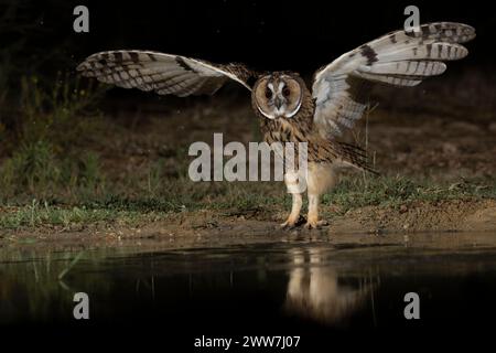 Die Langohrige (Asio otus) schlägt mit ihren Flügeln auf den Boden. Diese Eule bewohnt Wälder in der Nähe von offenem Land auf der gesamten nördlichen Hemisphäre. Es ist strikt Stockfoto