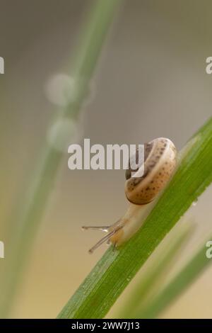 Monacha syriaca ist eine Art der Landschnecke, einer Landschnecke aus der Familie der Hygromiidae. Die Art kommt im Mittelmeerraum vor. Photogr Stockfoto