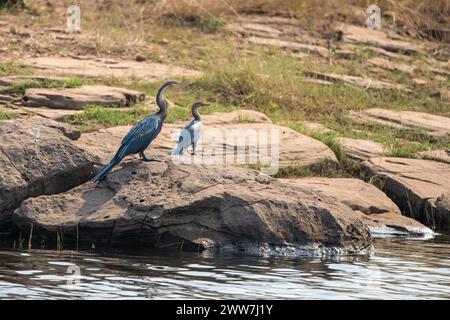 Afrikanische anhinga Anhinga melanogaster (rufa oder Anhinga rufa) putzen. Diese wasservogelabkommens, auch genannt der Afrikanischen darter, hat eine lange Schlange - wie Hals und d Stockfoto