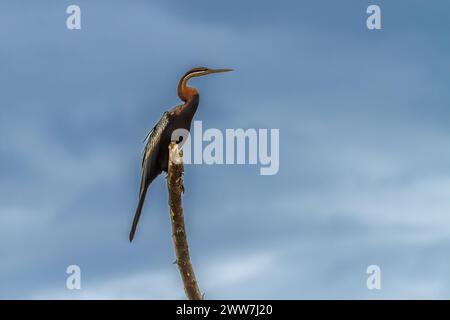 Afrikanische anhinga Anhinga melanogaster (rufa oder Anhinga rufa) putzen. Diese wasservogelabkommens, auch genannt der Afrikanischen darter, hat eine lange Schlange - wie Hals und d Stockfoto