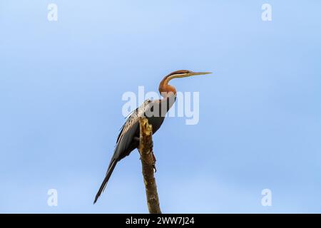 Afrikanische anhinga Anhinga melanogaster (rufa oder Anhinga rufa) putzen. Diese wasservogelabkommens, auch genannt der Afrikanischen darter, hat eine lange Schlange - wie Hals und d Stockfoto