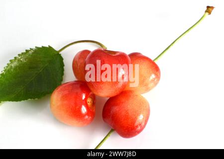 Reife rosa Kirschen und grüne Blätter liegen auf einem Haufen auf weißem Hintergrund. Stockfoto