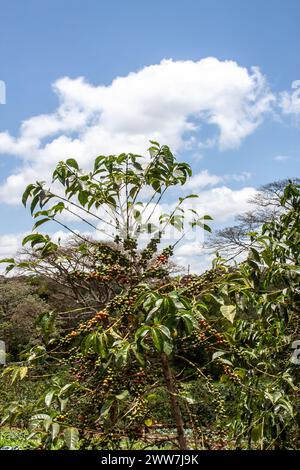 Nahaufnahme der Kaffeebohnen auf einem Busch in einer Kaffeeplantage. Fotografiert in Kenia Stockfoto